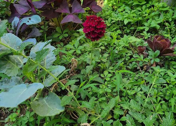 Koltrina 3* שקודר